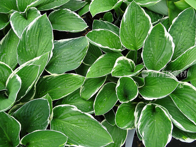 玉簪(Hosta 'Fortunei Albomarginata')的图像，绿色和白色的杂色叶子